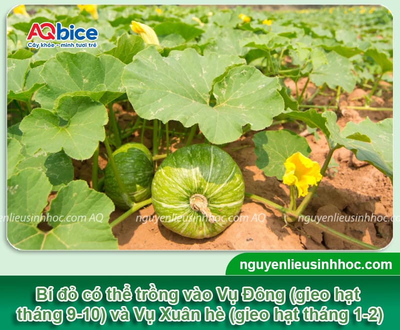 Hướng dẫn cách trồng bí đỏ nhiều trái, ít bị sâu bệnh 2 Hướng dẫn cách trồng bí đỏ nhiều trái, ít bị sâu bệnh