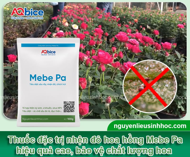 Đặc điểm của nhện đỏ hoa hồng và Cách xử lý triệt để 4 Đặc điểm của nhện đỏ hoa hồng và Cách xử lý triệt để