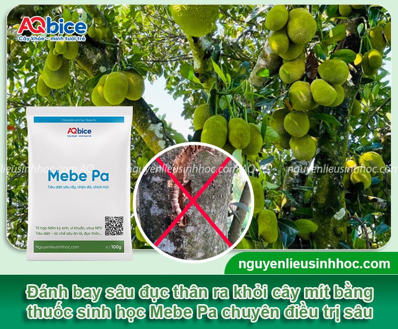 Diệt trừ sâu đục thân cây mít tận gốc, hiệu quả nhanh 5 Diệt trừ sâu đục thân cây mít tận gốc, hiệu quả nhanh