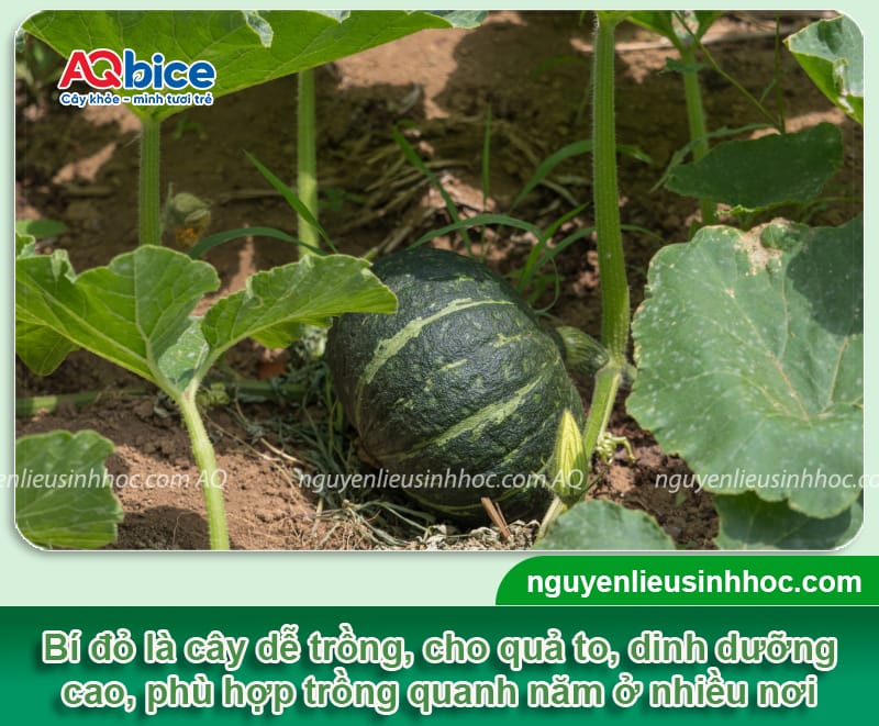 Hướng dẫn cách trồng bí đỏ nhiều trái, ít bị sâu bệnh