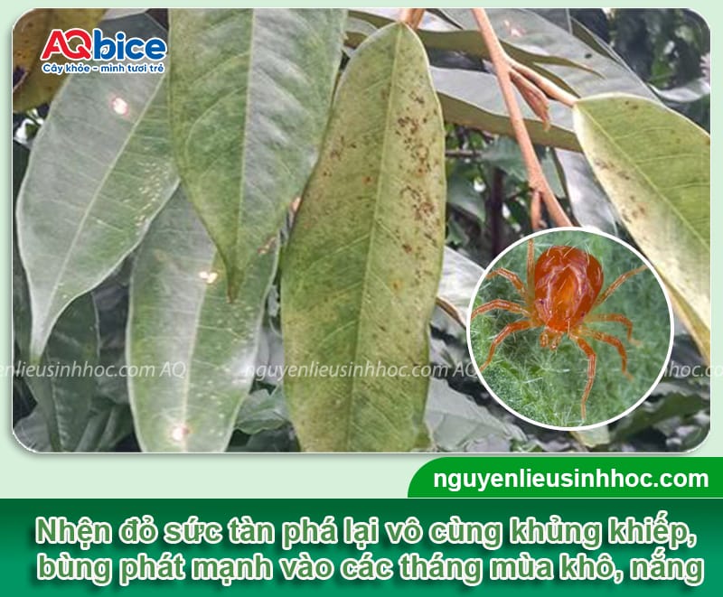 Nhện đỏ hại sầu riêng: Dấu hiệu nhận biết và cách trị tận gốc
