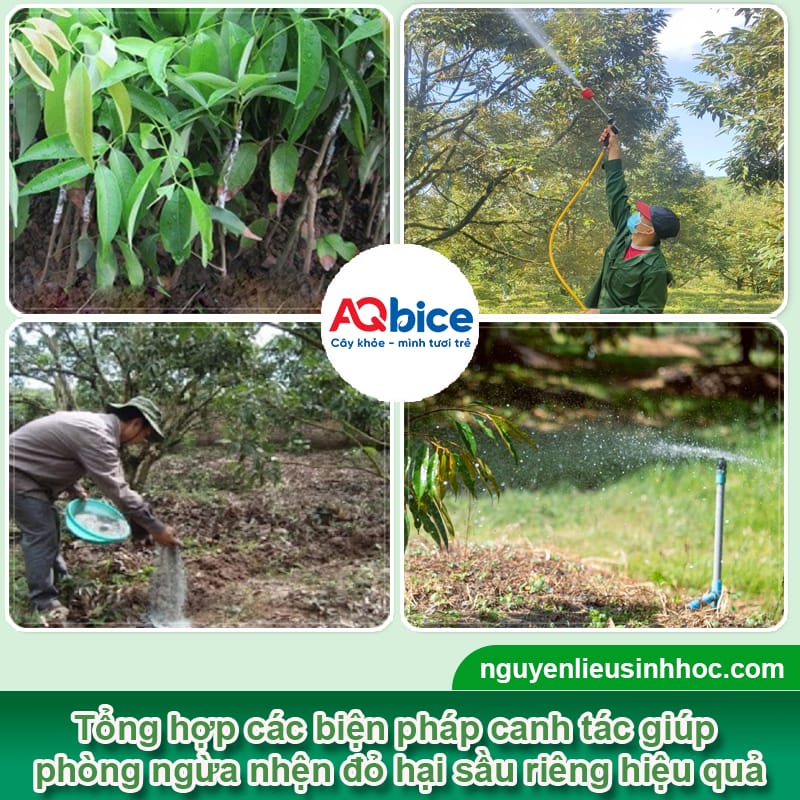 Nhện đỏ hại sầu riêng: Dấu hiệu nhận biết và cách trị tận gốc