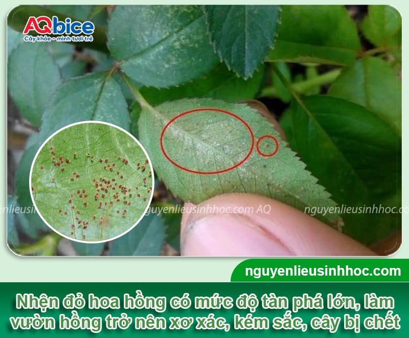 Đặc điểm của nhện đỏ hoa hồng và Cách xử lý triệt để 1 Đặc điểm của nhện đỏ hoa hồng và Cách xử lý triệt để
