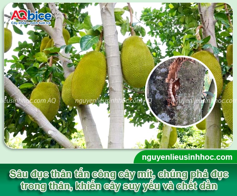 Diệt trừ sâu đục thân cây mít tận gốc, hiệu quả nhanh