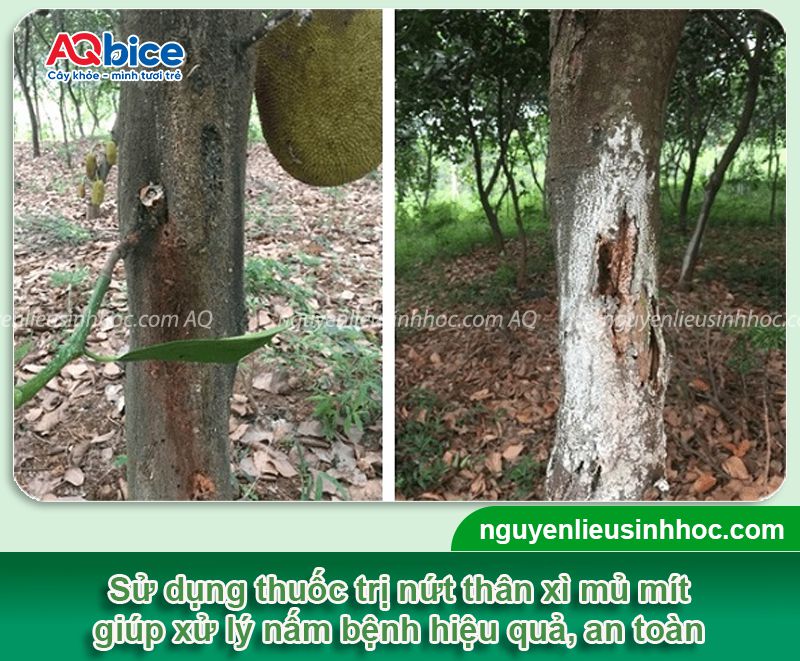 Thuốc đặc trị xì mủ cây mít hiệu quả nhanh, an toàn cho cây 1 Thuốc đặc trị xì mủ cây mít hiệu quả nhanh, an toàn cho cây