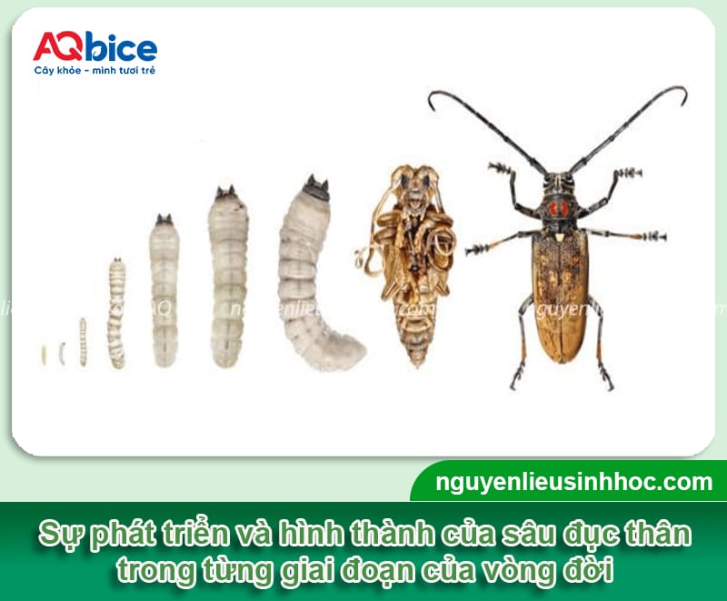 Diệt trừ sâu đục thân cây mít tận gốc, hiệu quả nhanh 2 Diệt trừ sâu đục thân cây mít tận gốc, hiệu quả nhanh