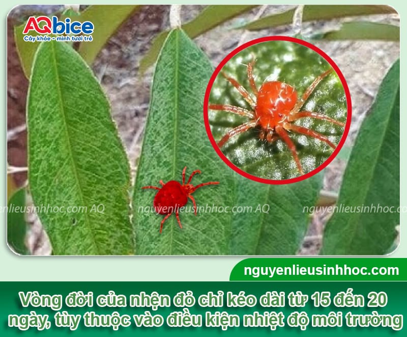 Nhện đỏ hại sầu riêng: Dấu hiệu nhận biết và cách trị tận gốc