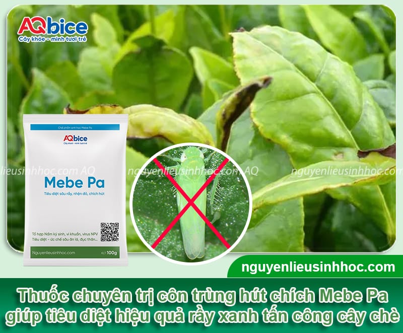 Phòng trừ rầy xanh hại chè dứt điểm, hiệu quả nhanh chóng 5 Phòng trừ rầy xanh hại chè dứt điểm, hiệu quả nhanh chóng