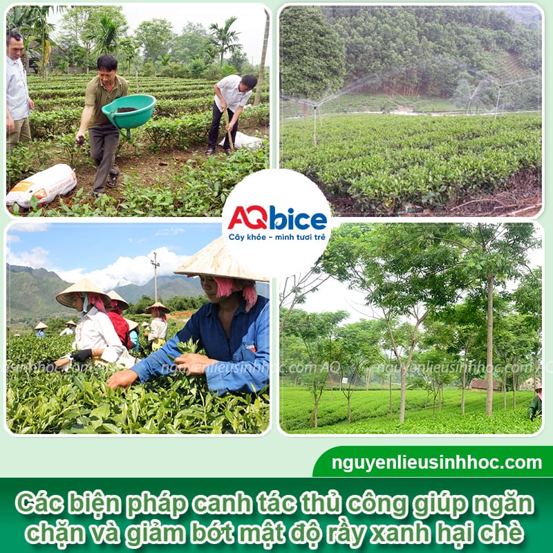 Phòng trừ rầy xanh hại chè dứt điểm, hiệu quả nhanh chóng 4 Phòng trừ rầy xanh hại chè dứt điểm, hiệu quả nhanh chóng