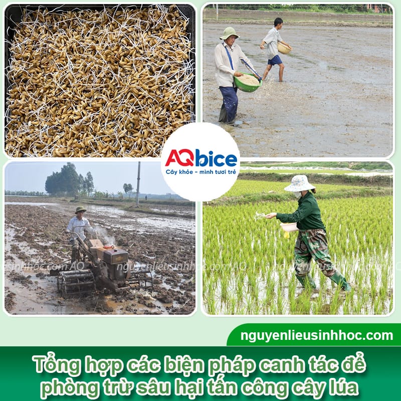 Mebe Pa - Đánh bay sâu, rầy, bọ trĩ, muỗi hành ở cây lúa 19 Thuốc trừ sâu hại lúa Mebe Pa hiệu quả và an toàn cho cây