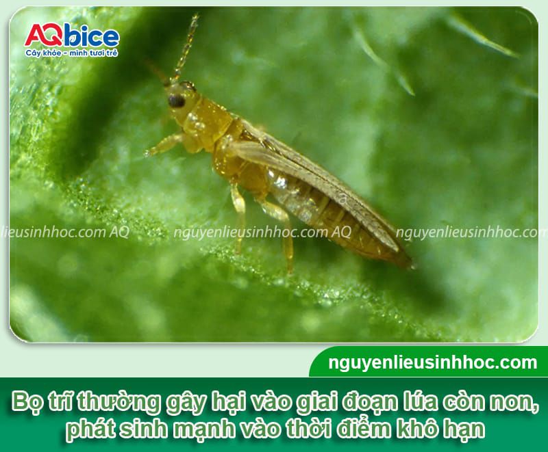 Mebe Pa - Đánh bay sâu, rầy, bọ trĩ, muỗi hành ở cây lúa 16 Thuốc trừ sâu hại lúa Mebe Pa hiệu quả và an toàn cho cây