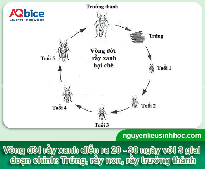 Phòng trừ rầy xanh hại chè dứt điểm, hiệu quả nhanh chóng 2 Phòng trừ rầy xanh hại chè dứt điểm, hiệu quả nhanh chóng