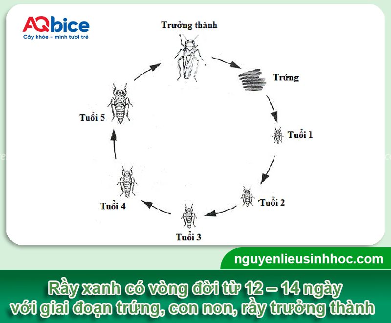 Rầy xanh hại sầu riêng: Dấu hiệu nhận biết và Thuốc xử lý 2 Rầy xanh hại sầu riêng: Dấu hiệu nhận biết và Thuốc xử lý