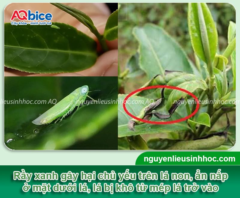 Phòng trừ rầy xanh hại chè dứt điểm, hiệu quả nhanh chóng 3 Phòng trừ rầy xanh hại chè dứt điểm, hiệu quả nhanh chóng