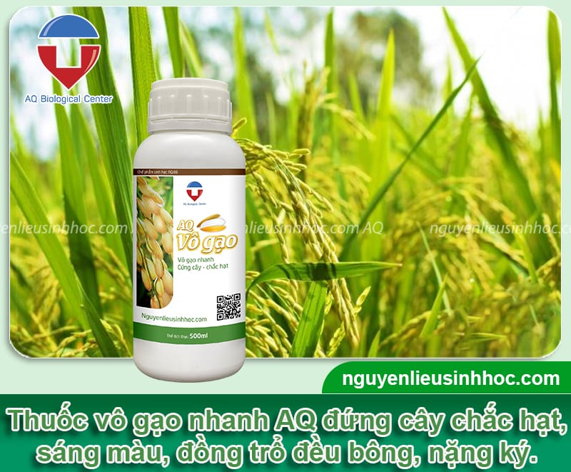 Thuốc vô gạo nhanh AQ - Cây cứng cáp, hạt chắc, màu sáng