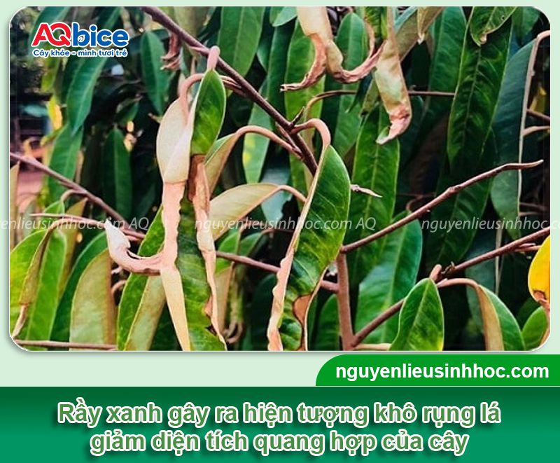 Rầy xanh hại sầu riêng: Dấu hiệu nhận biết và Thuốc xử lý 4 Rầy xanh hại sầu riêng: Dấu hiệu nhận biết và Thuốc xử lý