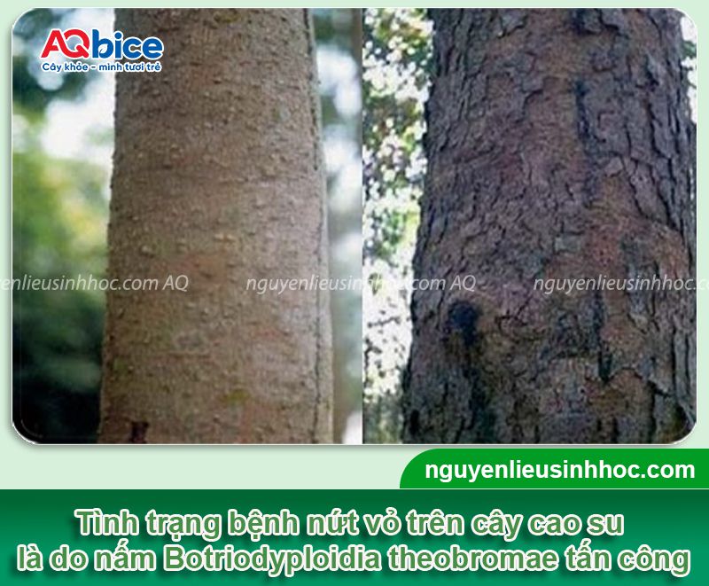 Bệnh nứt vỏ xì mủ trên cây cao su: Nhận biết và Phòng trừ