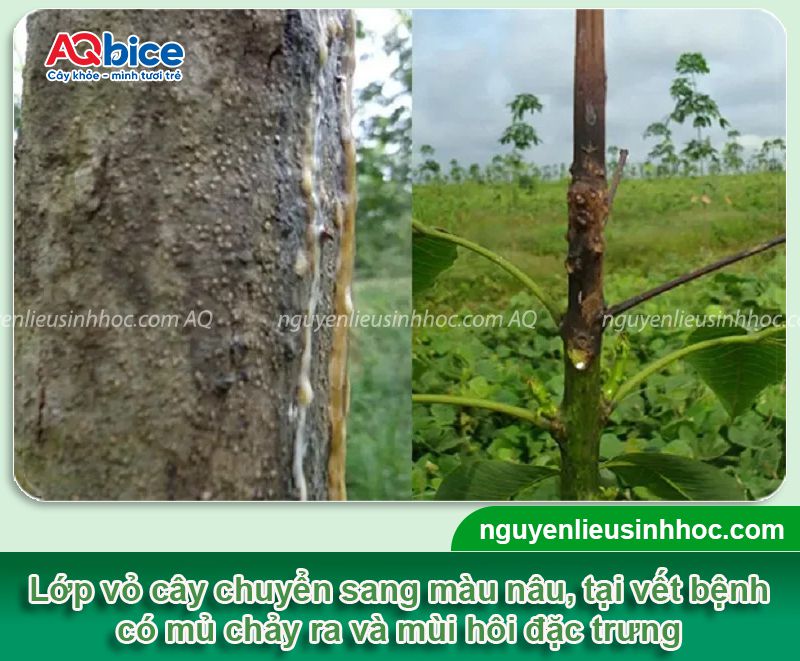 Bệnh nứt vỏ xì mủ trên cây cao su: Nhận biết và Phòng trừ