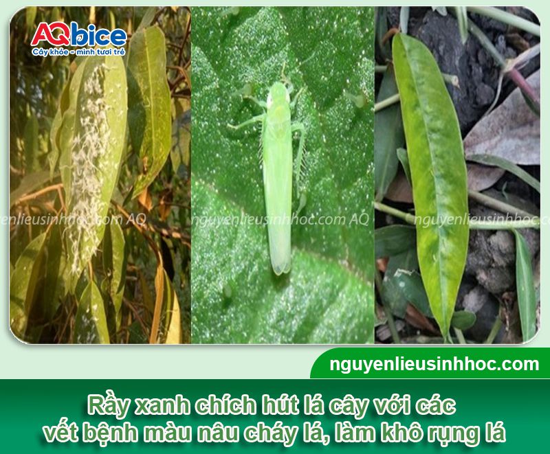 Rầy xanh hại sầu riêng: Dấu hiệu nhận biết và Thuốc xử lý 3 Rầy xanh hại sầu riêng: Dấu hiệu nhận biết và Thuốc xử lý