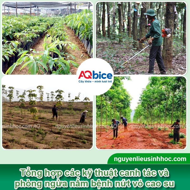 Bệnh nứt vỏ xì mủ trên cây cao su: Nhận biết và Phòng trừ