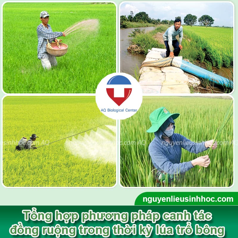 Thuốc vô gạo nhanh AQ - Cây cứng cáp, hạt chắc, màu sáng