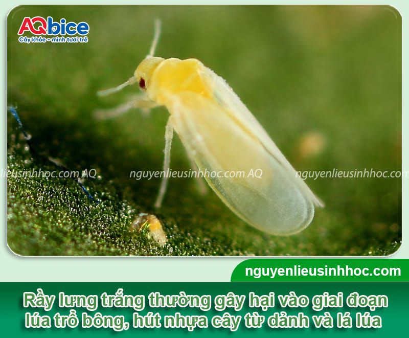 Mebe Pa - Đánh bay sâu, rầy, bọ trĩ, muỗi hành ở cây lúa 15 Thuốc trừ sâu hại lúa Mebe Pa hiệu quả và an toàn cho cây