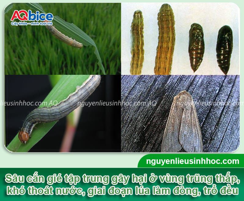 Mebe Pa - Đánh bay sâu, rầy, bọ trĩ, muỗi hành ở cây lúa 17 Thuốc trừ sâu hại lúa Mebe Pa hiệu quả và an toàn cho cây