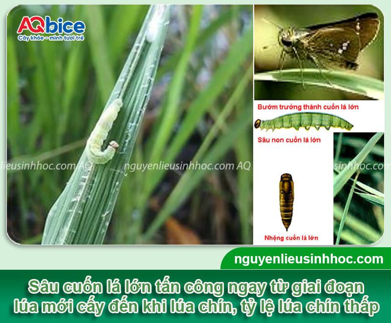 Mebe Pa - Đánh bay sâu, rầy, bọ trĩ, muỗi hành ở cây lúa 11 Thuốc trừ sâu hại lúa Mebe Pa hiệu quả và an toàn cho cây