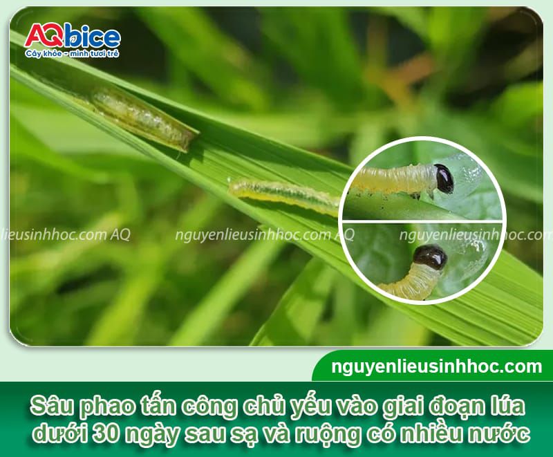 Mebe Pa - Đánh bay sâu, rầy, bọ trĩ, muỗi hành ở cây lúa 13 Thuốc trừ sâu hại lúa Mebe Pa hiệu quả và an toàn cho cây