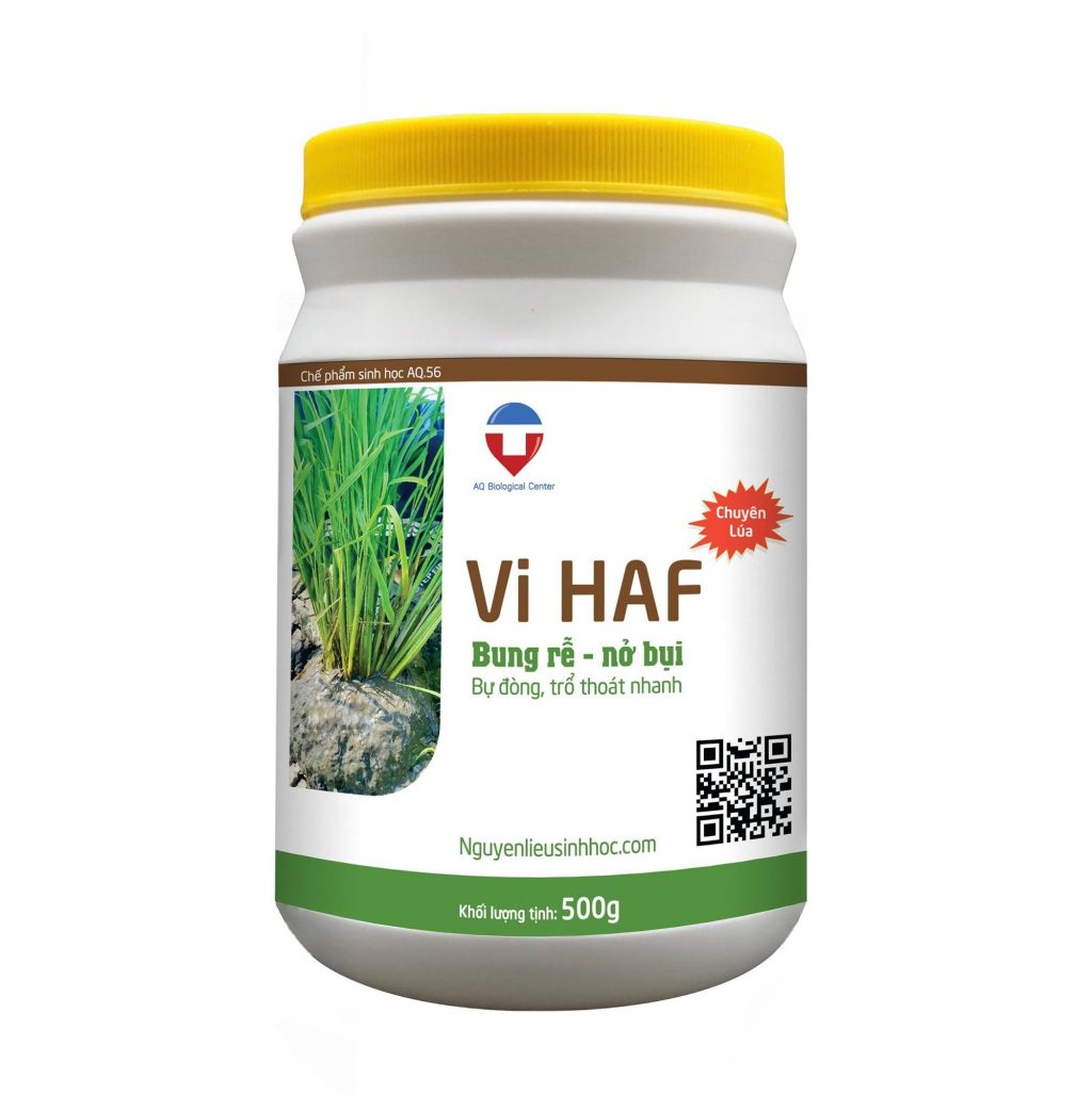 Thuốc nở bụi lúa Vi HAF giúp cây đẻ nhánh, nở bụi nhanh