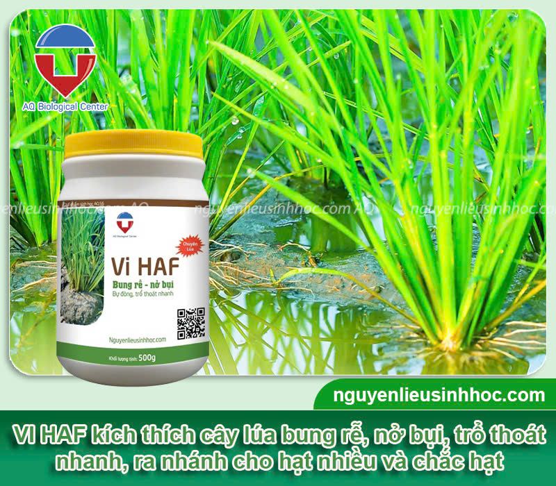 Thuốc nở bụi lúa Vi HAF giúp cây đẻ nhánh, nở bụi nhanh