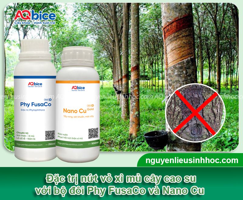 Bệnh nứt vỏ xì mủ trên cây cao su: Nhận biết và Phòng trừ