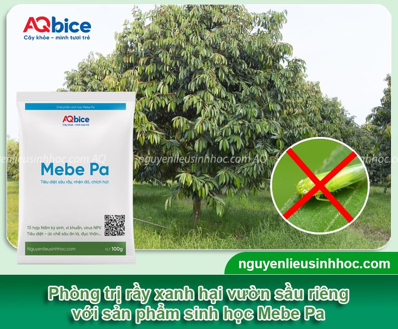 Rầy xanh hại sầu riêng: Dấu hiệu nhận biết và Thuốc xử lý 5 Rầy xanh hại sầu riêng: Dấu hiệu nhận biết và Thuốc xử lý