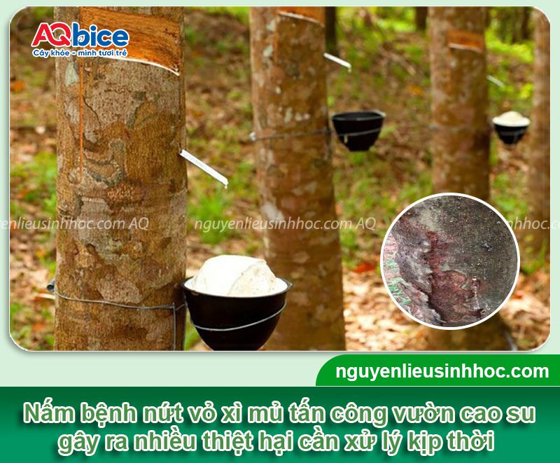 Bệnh nứt vỏ xì mủ trên cây cao su: Nhận biết và Phòng trừ