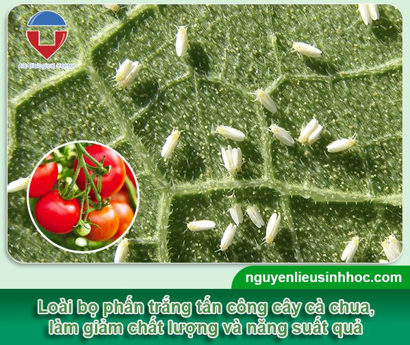 Cách phòng trừ bọ phấn trắng hại cà chua hiệu quả và an toàn
