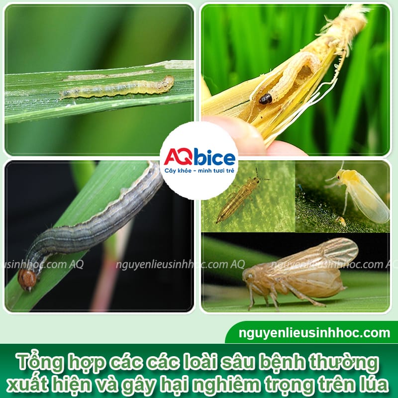 Mebe Pa - Đánh bay sâu, rầy, bọ trĩ, muỗi hành ở cây lúa 9 Thuốc trừ sâu hại lúa Mebe Pa hiệu quả và an toàn cho cây