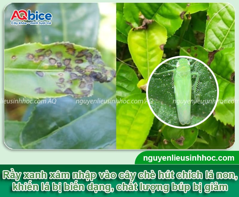 Phòng trừ rầy xanh hại chè dứt điểm, hiệu quả nhanh chóng