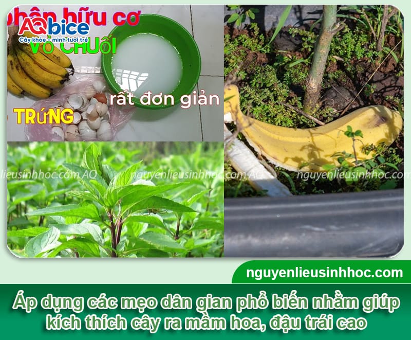 Làm sao để cây ổi ra quả to tròn, lớn trái, giòn sần sật