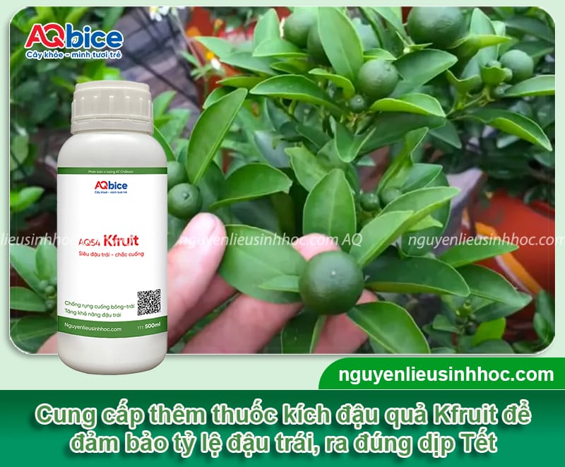 Kỹ thuật chăm sóc quất ra quả đúng dịp Tết Nguyên Đán 4 Kỹ thuật chăm sóc quất ra quả đúng dịp Tết Nguyên Đán