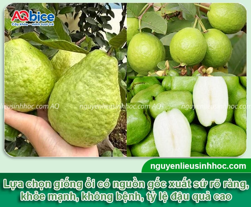 Làm sao để cây ổi ra quả to tròn, lớn trái, giòn sần sật
