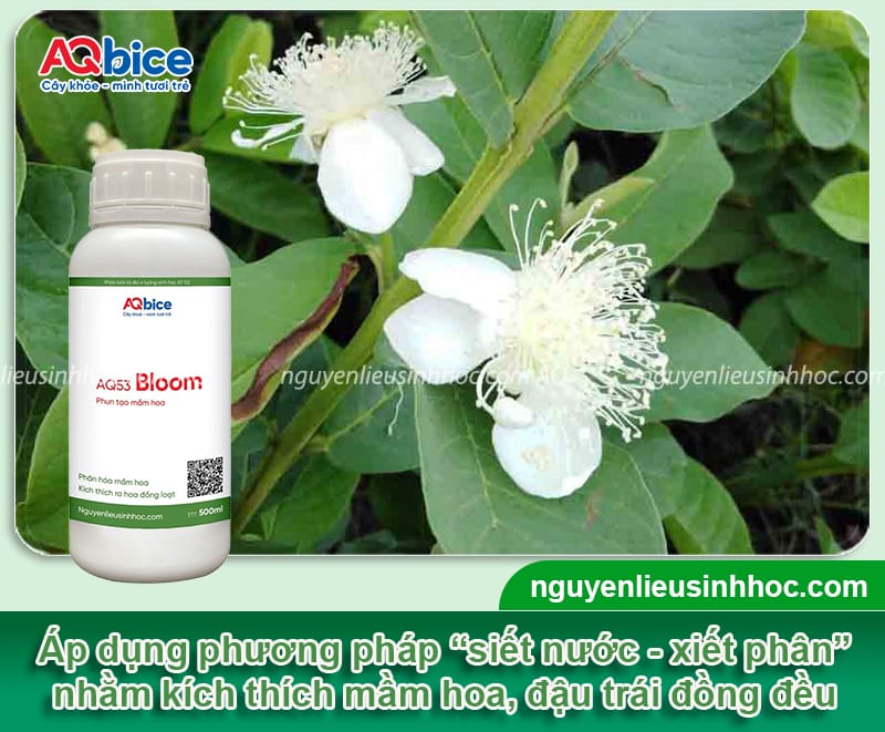 Làm sao để cây ổi ra quả to tròn, lớn trái, giòn sần sật