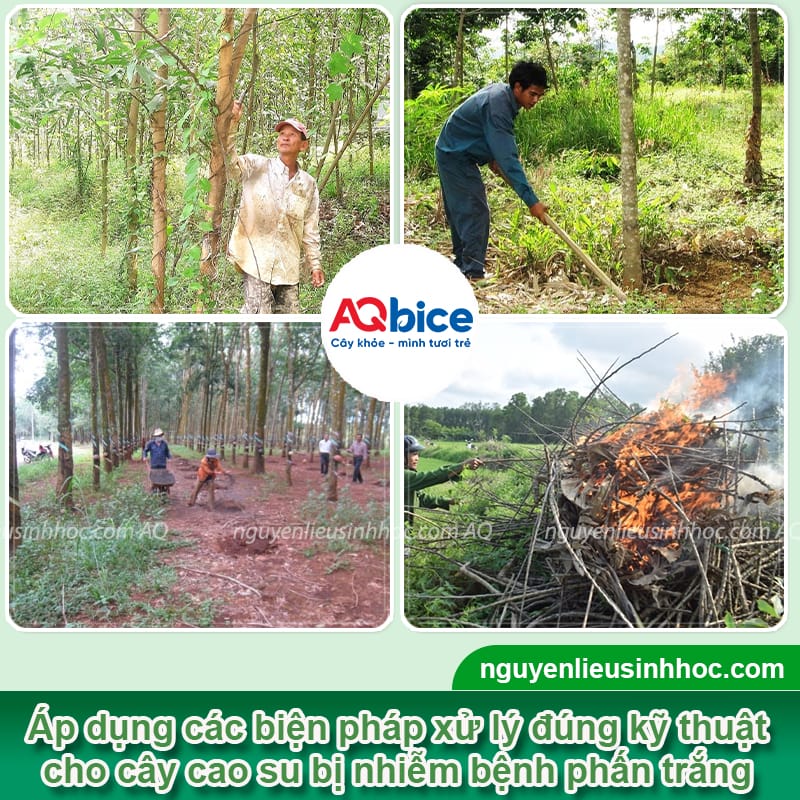 Bệnh phấn trắng trên cây cao su do đâu &; Cách phòng trừ