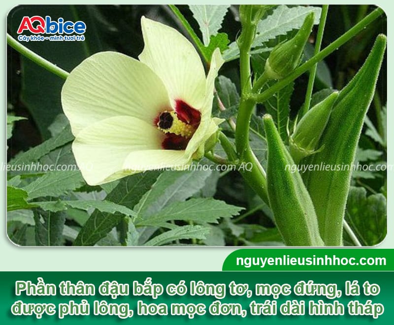 Cách trồng đậu bắp bằng hạt lớn nhanh, mau thu hoạch