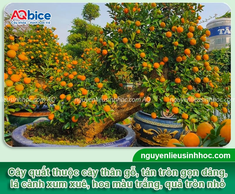 Kỹ thuật chăm sóc quất ra quả đúng dịp Tết Nguyên Đán 2 Kỹ thuật chăm sóc quất ra quả đúng dịp Tết Nguyên Đán