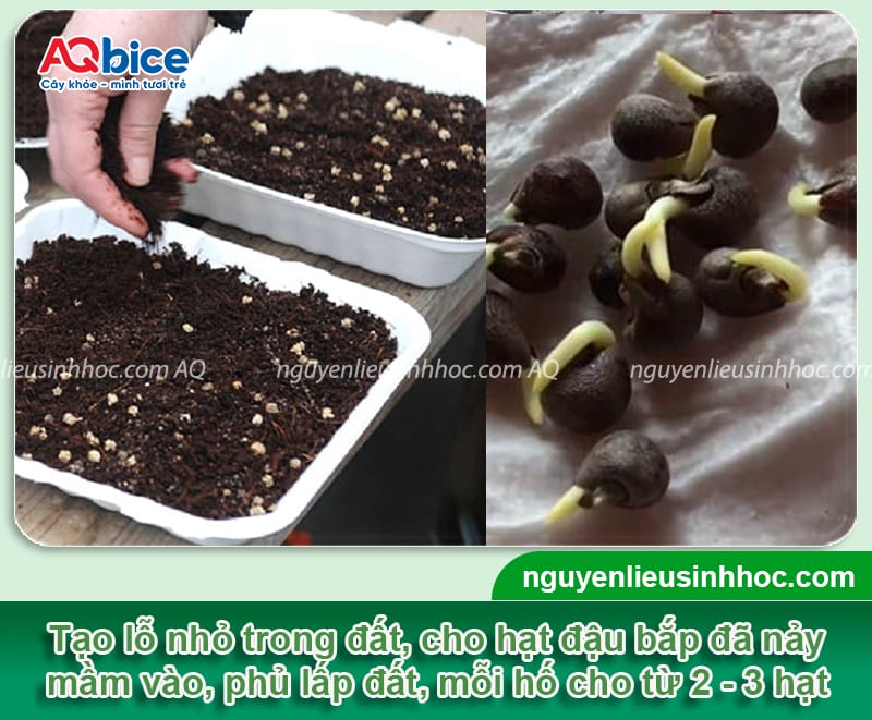 Cách trồng đậu bắp bằng hạt lớn nhanh, mau thu hoạch