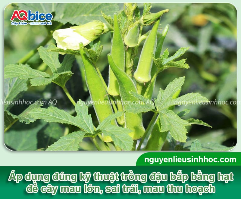 Cách trồng đậu bắp bằng hạt lớn nhanh, mau thu hoạch