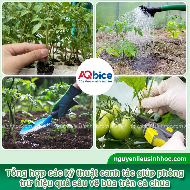 Sâu vẽ bùa cà chua: Nhận diện và Cách phòng trừ hiệu quả 3 Sâu vẽ bùa cà chua: Nhận diện và Cách phòng trừ hiệu quả