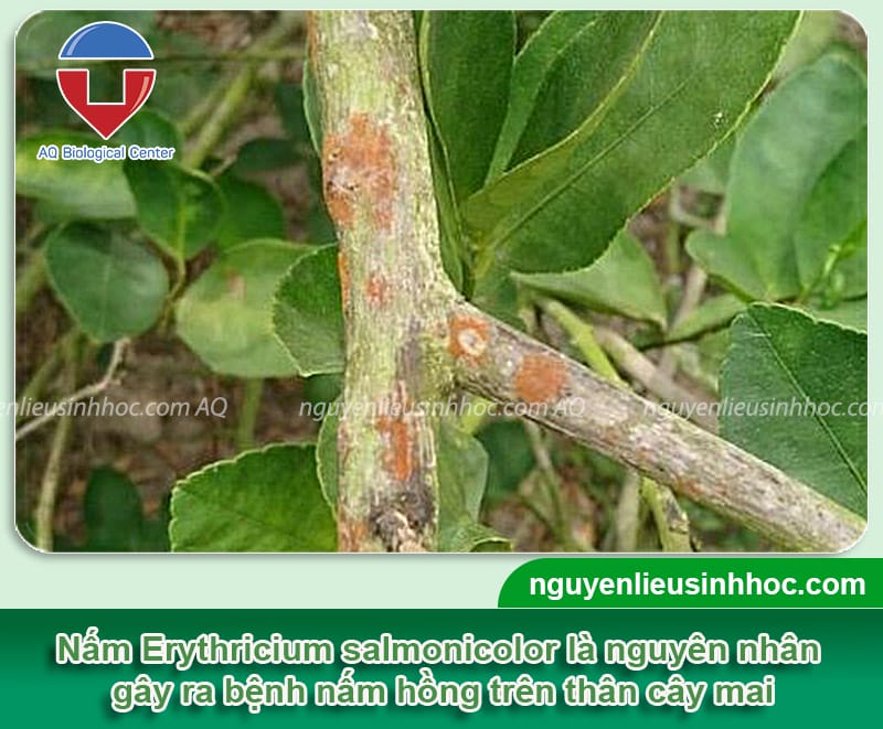 Erythricium salmonicolor là loại nấm gây bệnh chủ yếu ở cây mai