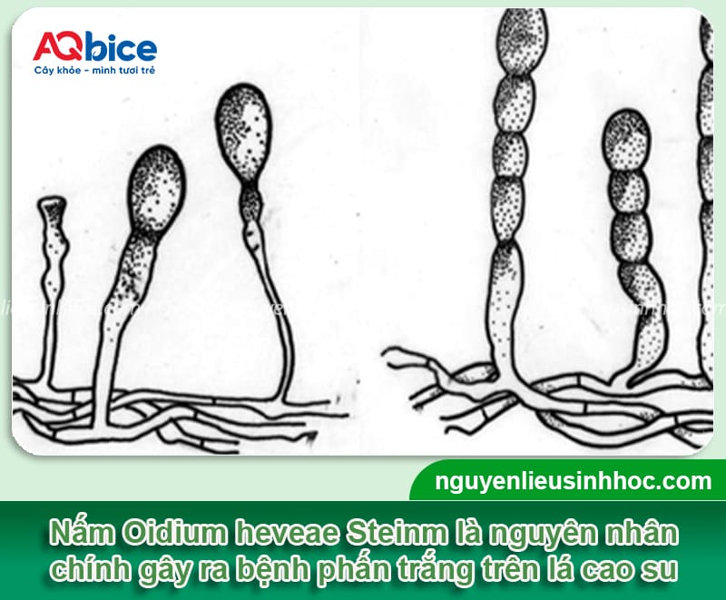 Bệnh phấn trắng trên cây cao su do đâu &; Cách phòng trừ