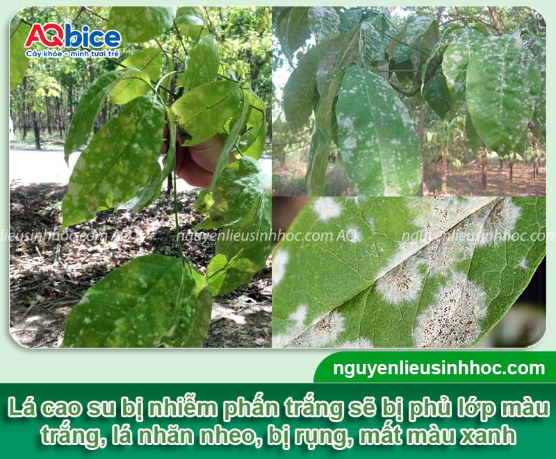 Bệnh phấn trắng trên cây cao su do đâu & Cách phòng trừ